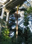 15453 Roof of the Temperate house.jpg